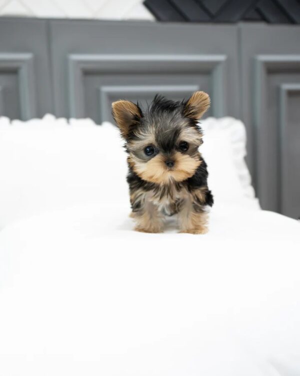 Bailey