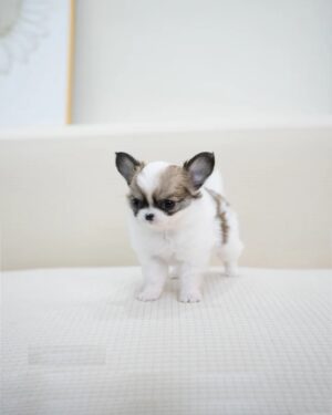 Puppies For Sale In Dubai Puppies For Sale In Dubai