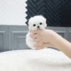 Puppies For Sale In Dubai Puppies For Sale In Dubai