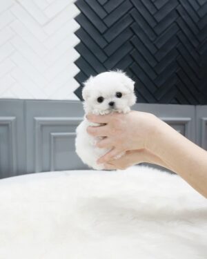 Puppies For Sale In Dubai