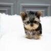 Puppies For Sale In Dubai