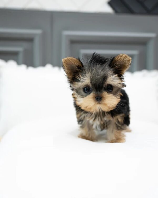 Puppies For Sale In Dubai