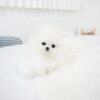 Puppies For Sale In Dubai Puppies For Sale In Dubai
