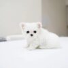Puppies for sale in Dubai Puppies for sale in Dubai