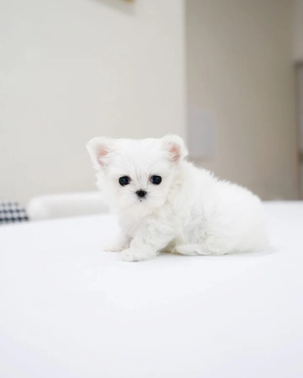 Puppies for sale in Dubai Puppies for sale in Dubai