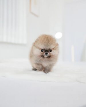 Puppies For Sale In Dubai