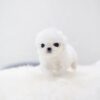 Puppies For Sale In Dubai