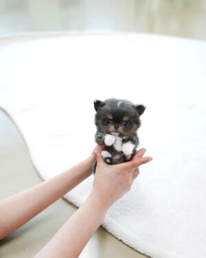 Puppies For Sale In Dubai Puppies For Sale In Dubai