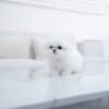 Puppies For Sale In Dubai Puppies For Sale In Dubai