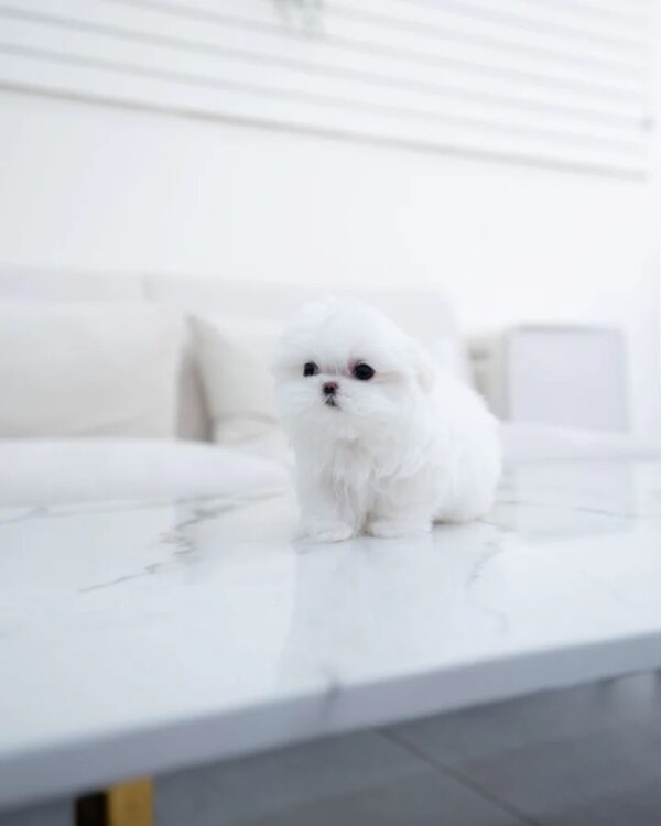 Puppies For Sale In Dubai Puppies For Sale In Dubai