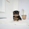 Puppies For Sale In Dubai Puppies For Sale In Dubai