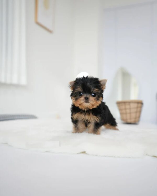 Puppies For Sale In Dubai Puppies For Sale In Dubai