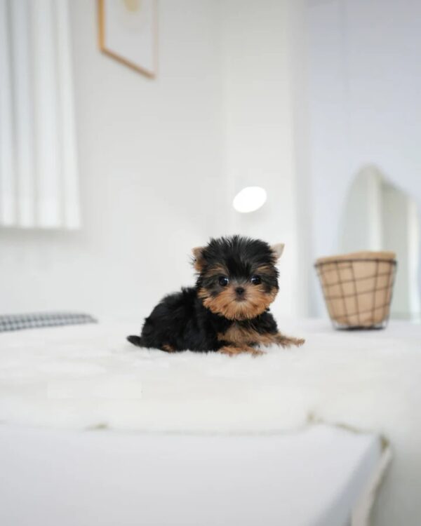 Betty (2) Betty