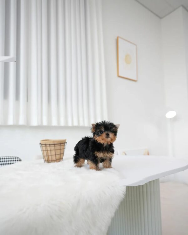 Betty (3) Betty