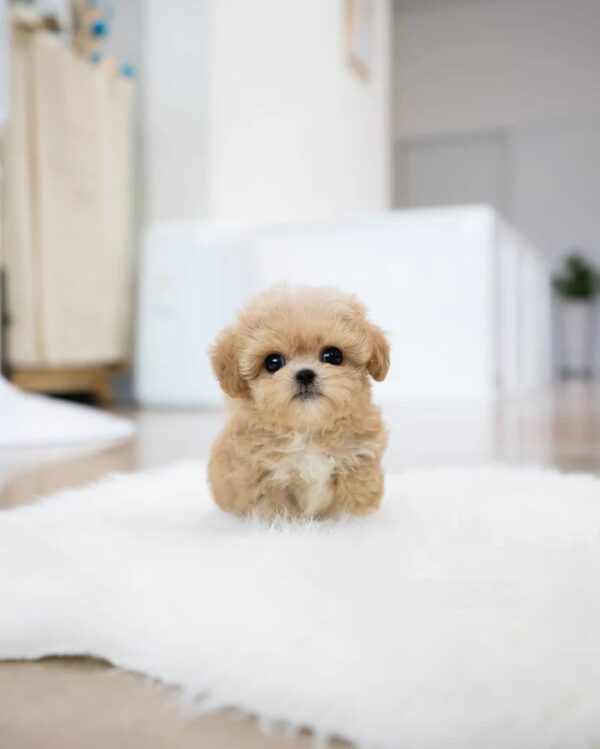 Benji