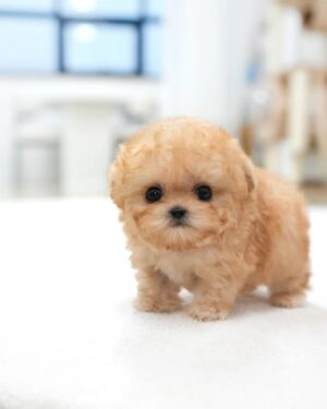 Puppies for sale in Dubai Puppies for sale in Dubai