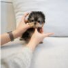 Puppies For Sale In Dubai