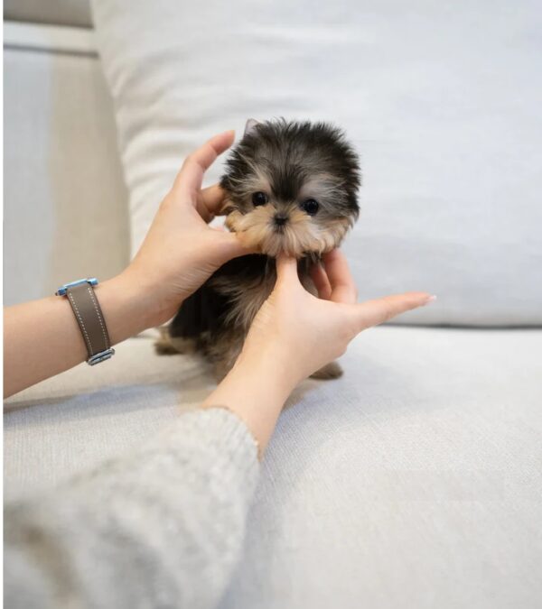 Puppies For Sale In Dubai