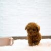 Puppies for sale in Dubai Puppies for sale in Dubai