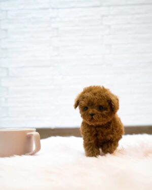 Puppies for sale in Dubai