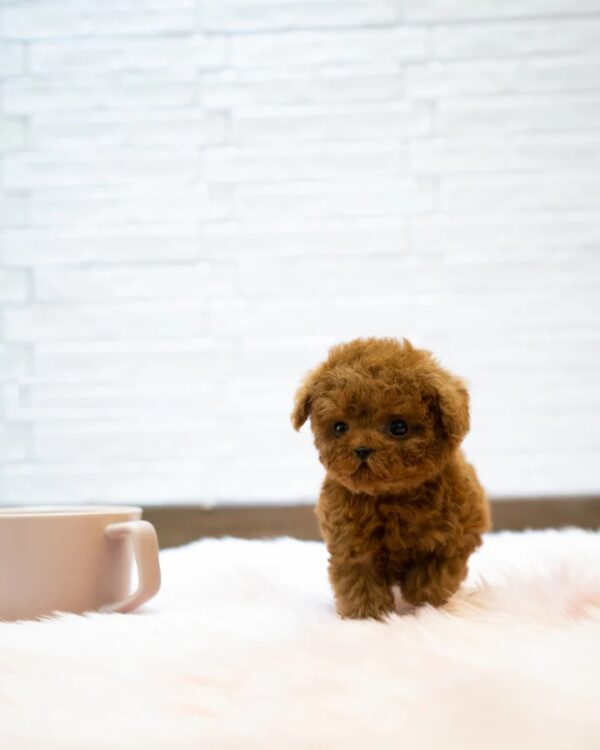 Puppies for sale in Dubai Puppies for sale in Dubai
