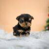 Puppies For Sale In Dubai