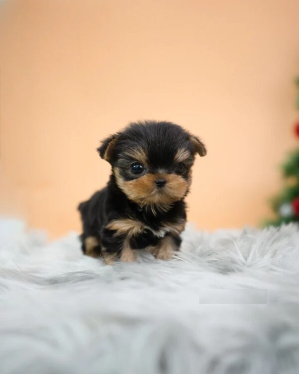 Puppies For Sale In Dubai