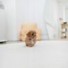Puppies For Sale In Dubai Puppies For Sale In Dubai