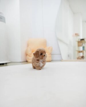 Puppies For Sale In Dubai