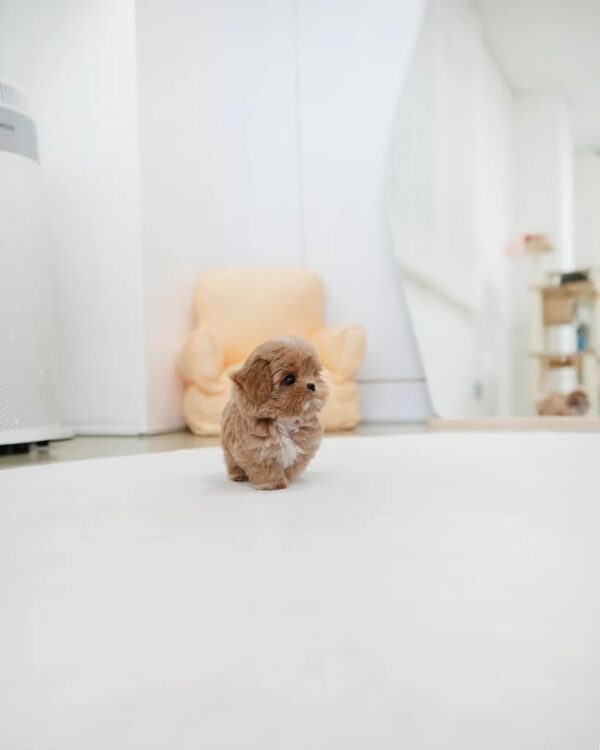 Puppies For Sale In Dubai Puppies For Sale In Dubai