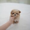 2_8b7a05f5-19a9-466e-a363-f8d36cb18e7c_720x Kiko