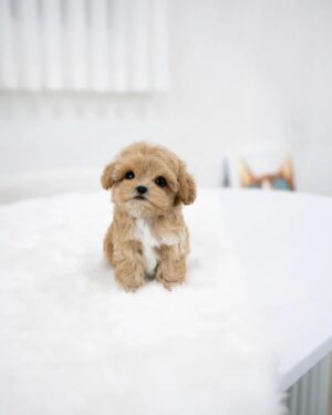 Puppies for sale in Dubai Puppies for sale in Dubai