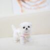 Puppies For Sale In Dubai Puppies For Sale In Dubai