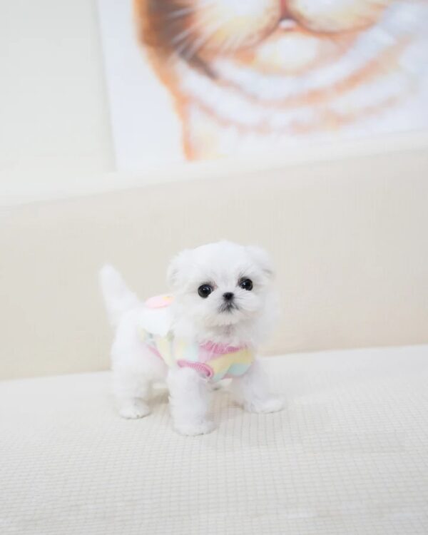 Puppies For Sale In Dubai Puppies For Sale In Dubai