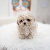 Puppies For Sale In Dubai Puppies For Sale In Dubai