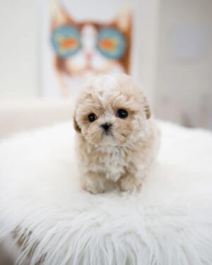 Puppies For Sale In Dubai