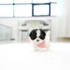 Puppies For Sale In Dubai Puppies For Sale In Dubai