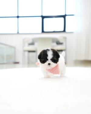 Puppies For Sale In Dubai