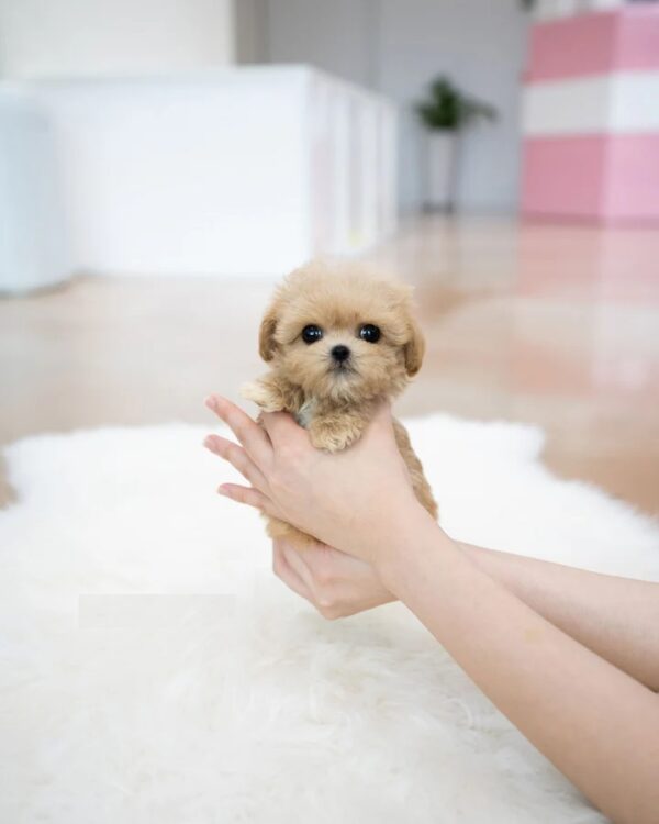 Benji
