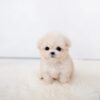 Puppies for sale in Dubai Puppies for sale in Dubai