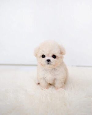 Puppies for sale in Dubai