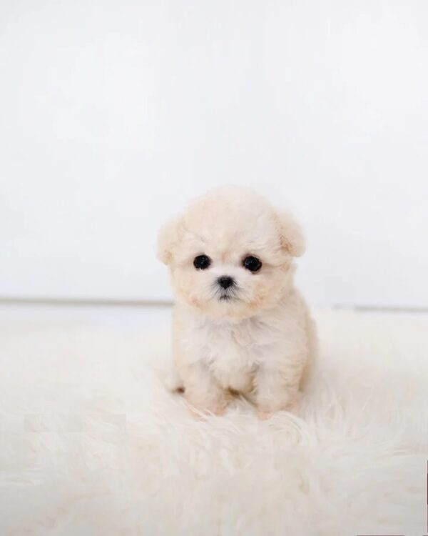 Puppies for sale in Dubai Puppies for sale in Dubai