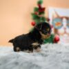 Mateo