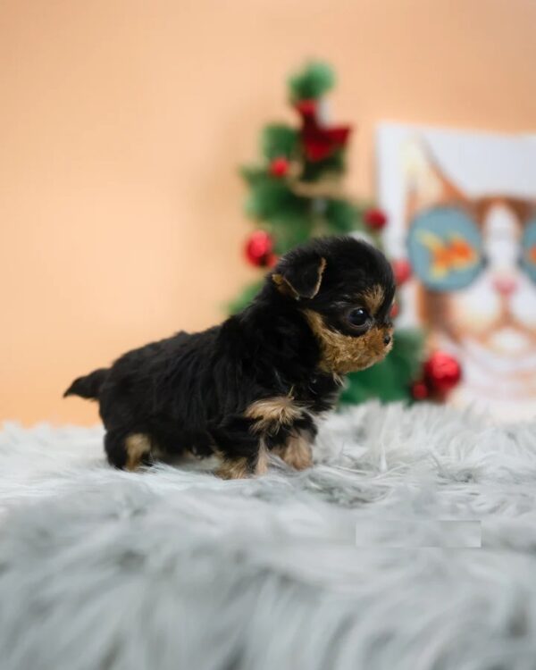 Mateo