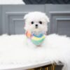 Puppies For Sale In Dubai Puppies For Sale In Dubai