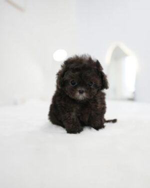 Puppies for sale in Dubai