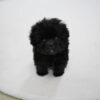 Puppies for sale in Dubai Puppies for sale in Dubai
