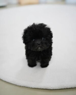 Puppies for sale in Dubai