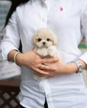 Puppies For Sale In Dubai Puppies For Sale In Dubai