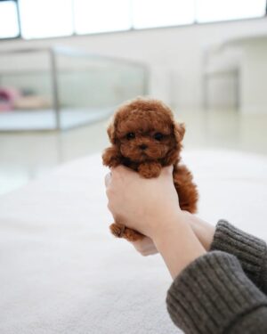 Puppies For Sale In Dubai Puppies For Sale In Dubai